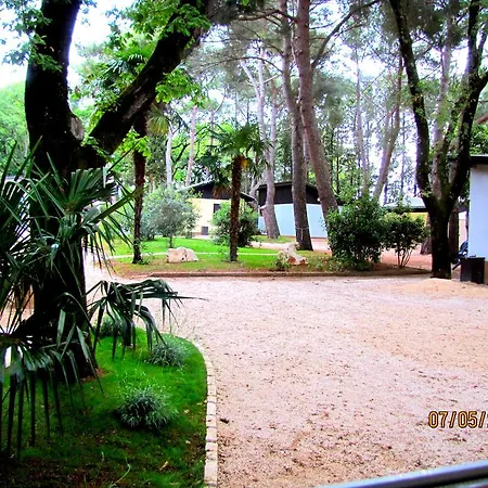 Mimoza 3*